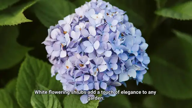 Video thumbnail for White Flowering Shrubs