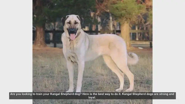 Video thumbnail for How to Train Your Kangal Shepherd Dog: Tips for Success