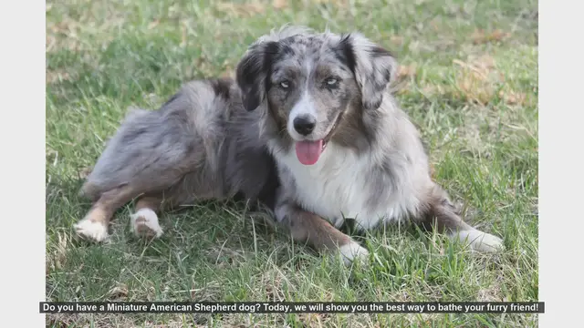 Video thumbnail for How to Bathe Your Miniature American Shepherd: Step-by-Step Guide