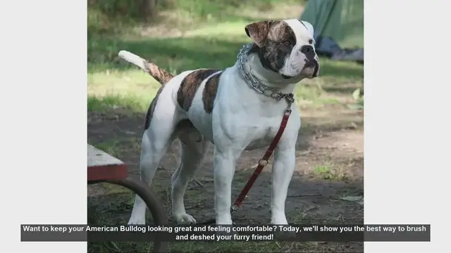 Video thumbnail for How to Brush and Deshed Your American Bulldog: Step-by-Step Guide