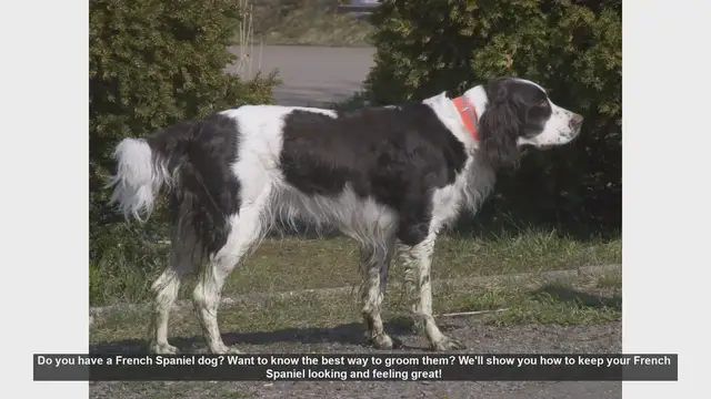 Video thumbnail for Ultimate Guide to Grooming Your French Spaniel