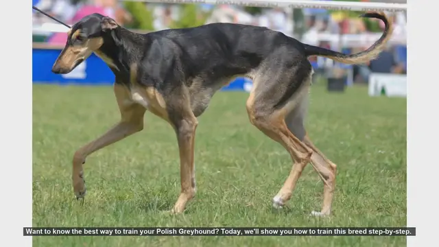 Video thumbnail for How to Train Your Polish Greyhound: Step-by-Step Guide