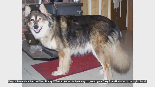 Video thumbnail for Ultimate Grooming Guide for Your Mackenzie River Husky