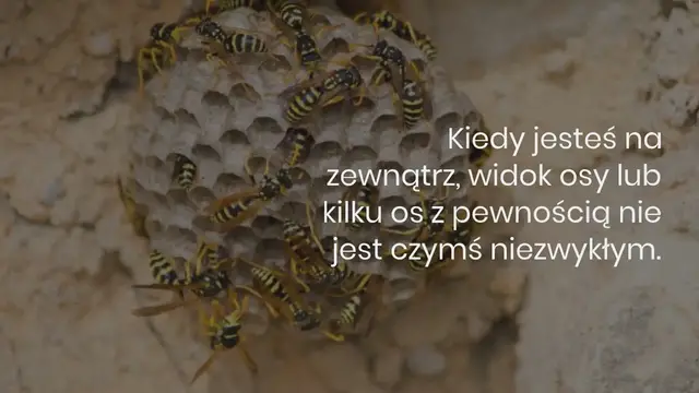 Video thumbnail for Jak odstraszyć osy: robię to w zaledwie 2 krokach i bez chemikaliów