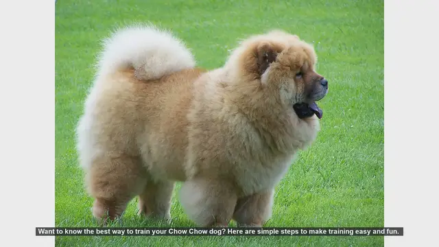 Video thumbnail for Easy and Fun Training Tips for Your Chow Chow