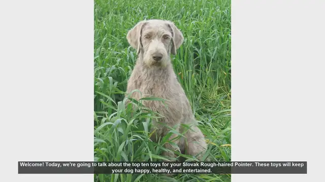 Video thumbnail for Top 10 Toys for Your Slovak Rough-haired Pointer