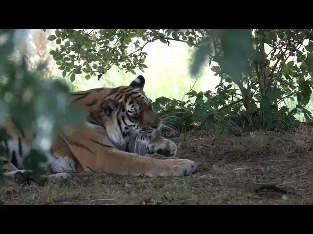 Video thumbnail for A Historical Look at the Trade of Tiger Pelts