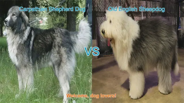 Video thumbnail for Carpathian Shepherd Dog vs. Old English Sheepdog: A Comparison