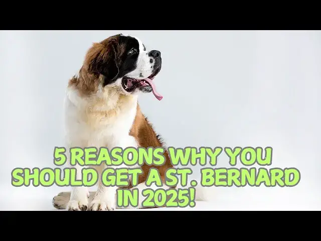 Video thumbnail for 5 Reasons Why You Should Get a St. Bernard in 2025! 🐕❄️