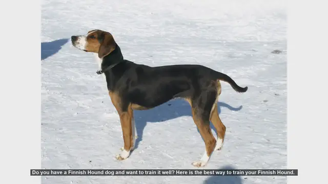 Video thumbnail for How to Train Your Finnish Hound: Tips and Techniques