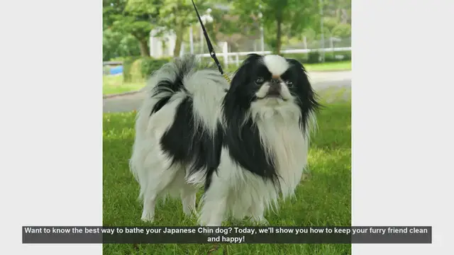 Video thumbnail for How to Bathe Your Japanese Chin: Step-by-Step Guide