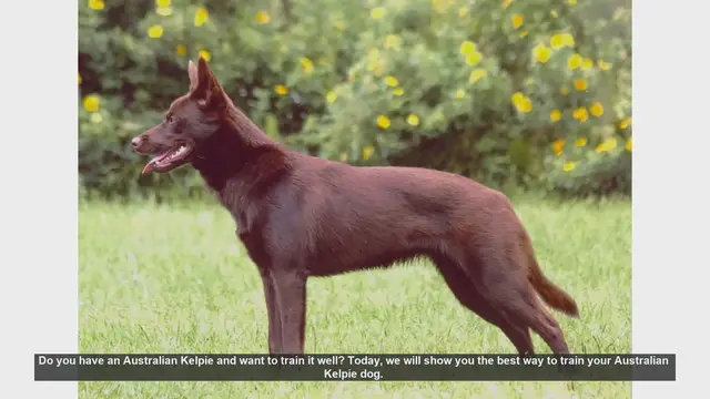 Video thumbnail for Ultimate Guide to Training Your Australian Kelpie