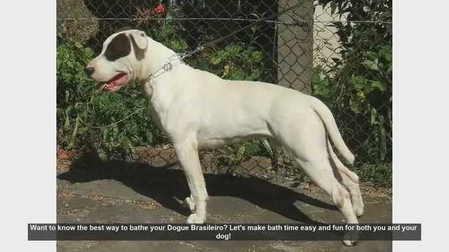 Video thumbnail for How to Bathe Your Dogue Brasileiro: Easy and Fun Tips!
