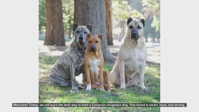 Video thumbnail for Ultimate Guide to Training Your Cimarrón Uruguayo Puppy