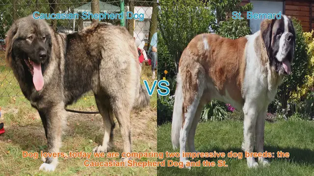 Video thumbnail for Caucasian Shepherd Dog vs. St. Bernard: A Comparison of Gentle Giants