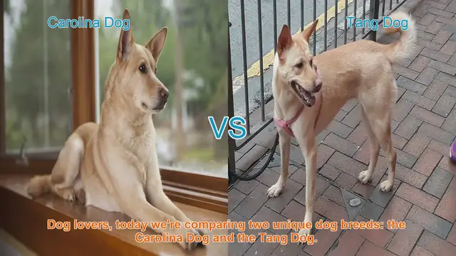 Video thumbnail for Carolina Dog vs. Tang Dog: A Breed Comparison