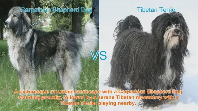 Video thumbnail for Exploring Long-Hair Dog Breeds: Carpathian Shepherd Dog vs. Tibetan Terrier