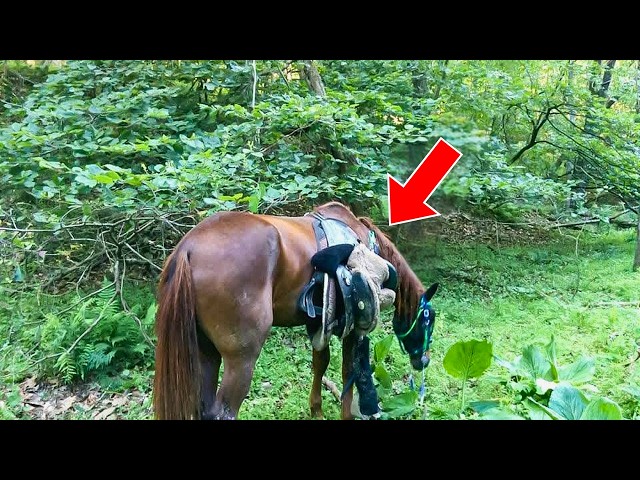 Video thumbnail for Hiker Finds a Horse Alone in the Woods, Then He Looks Down and Immediately Calls for Help