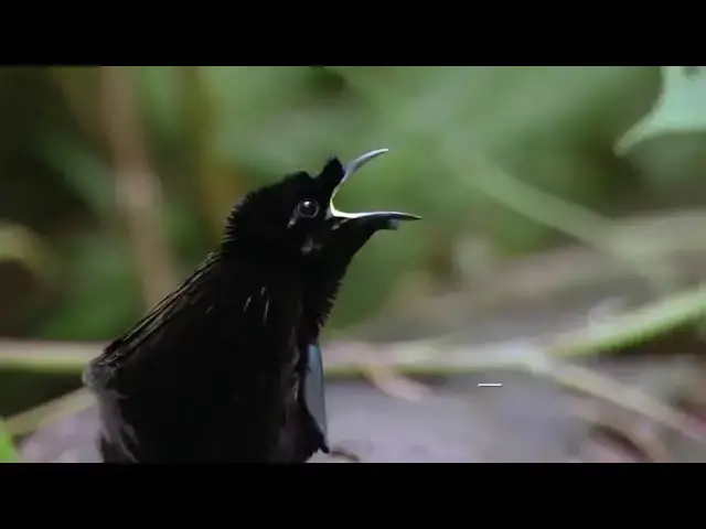 'Video thumbnail for superb animals adaptations'