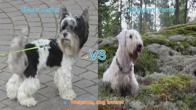 Video thumbnail for Biewer Terrier vs. Sealyham Terrier: A Comparison of Two Charming Dog Breeds