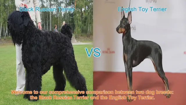 Video thumbnail for Black Russian Terrier vs. English Toy Terrier: A Comprehensive Breed Comparison