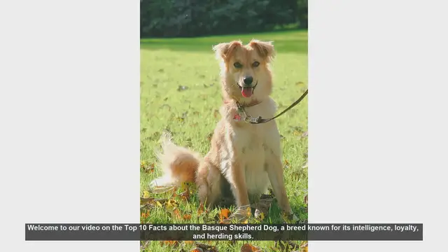 Video thumbnail for Top 10 Fascinating Facts About the Basque Shepherd Dog