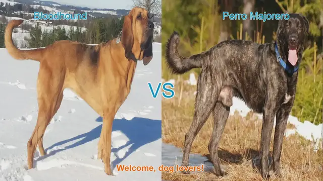 Video thumbnail for Bloodhound vs. Perro Majorero: A Comparative Guide for Dog Lovers