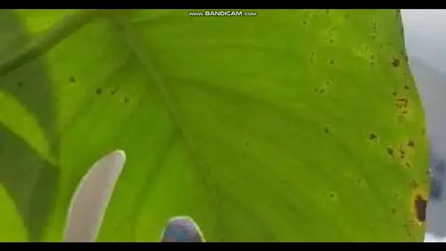 'Video thumbnail for Get Rid of Rust Fungus on Your Monstera Plant'