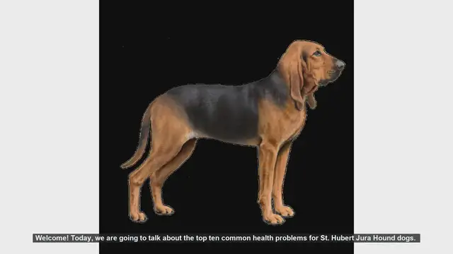 Video thumbnail for Top 10 Common Health Problems in St. Hubert Jura Hound Dogs