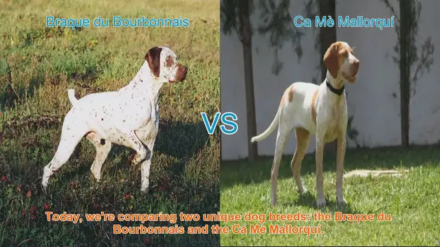 Video thumbnail for Braque du Bourbonnais vs. Ca Mè Mallorquí: A Comprehensive Comparison
