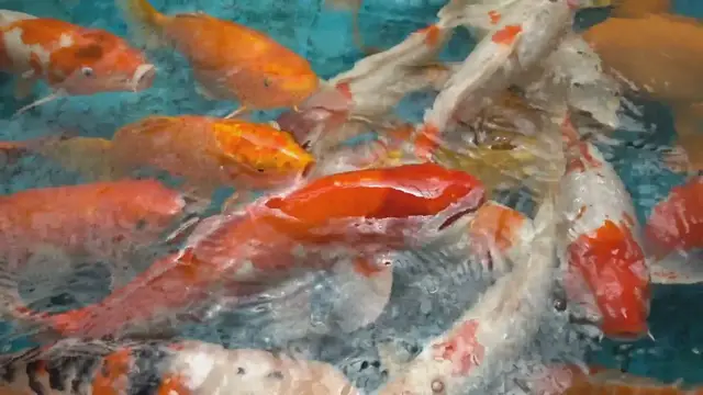 Video thumbnail for Can Koi Fish Survive in Rivers? Exploring Their Adaptability