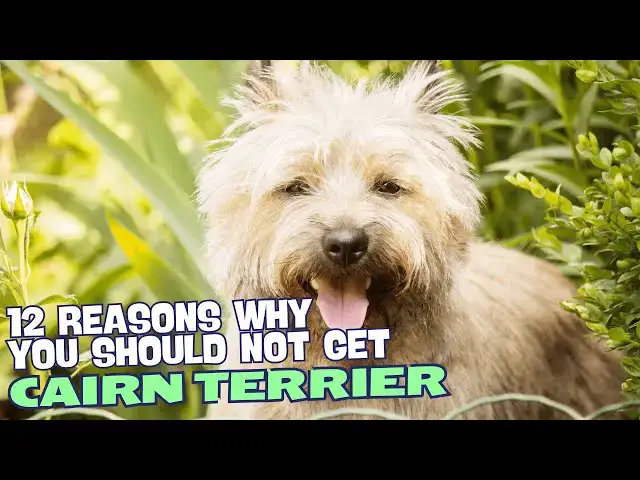 Video thumbnail for 12 Reasons Why You Should Not Get a Cairn Terrier! 🐾