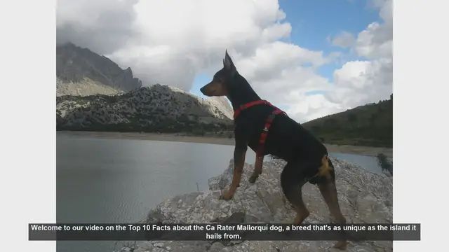 Video thumbnail for Top 10 Facts About the Ca Rater Mallorquí Dog