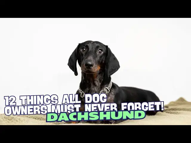 Video thumbnail for 12 Things All Dachshund Owners Must Never Forget! 🐶