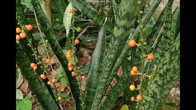 Video thumbnail for snake plant fertilizer (food)