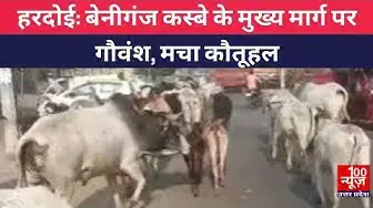 Video thumbnail for #हरदोई : बेनीगंज कस्बे के मुख्य मार्ग पर गौवंश, मचा कौतूहल । @100Newsup