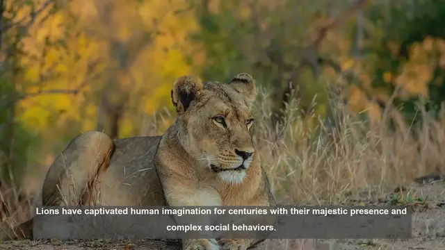 Video thumbnail for 10 Key Lion Behavior Studies: Insights into the King of the Jungle