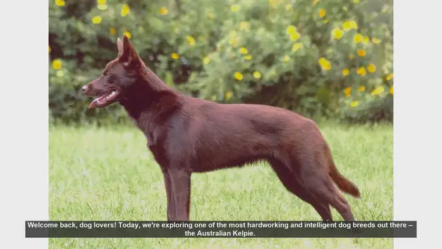 Video thumbnail for Top 10 Facts About the Australian Kelpie