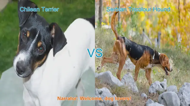 Video thumbnail for Chilean Terrier vs. Serbian Tricolour Hound: A Comprehensive Comparison