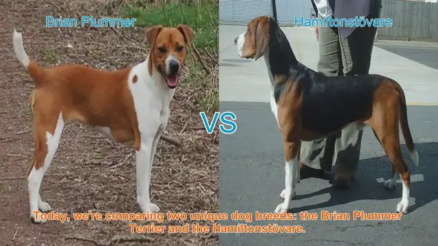 Video thumbnail for Dog Breed Comparison: Brian Plummer Terrier vs. Hamiltonstövare