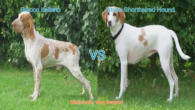 Video thumbnail for Bracco Italiano vs. Istrian Shorthaired Hound: A Comparison of Remarkable Dog Breeds