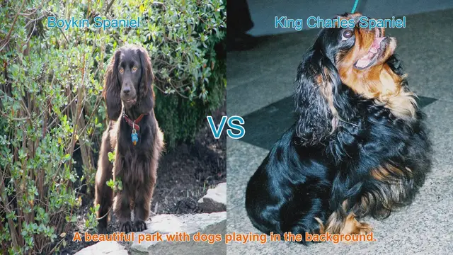 Video thumbnail for Boykin Spaniel vs. King Charles Spaniel: A Comprehensive Comparison