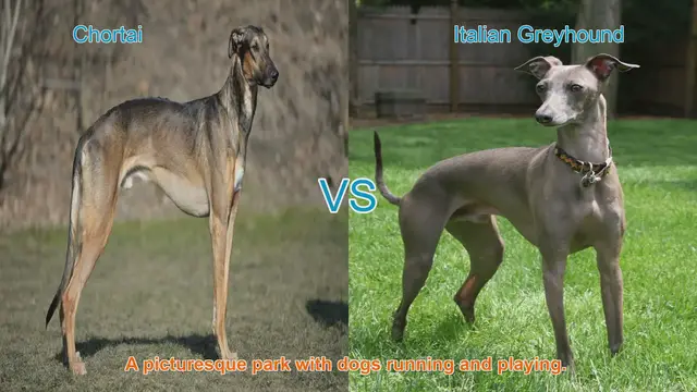 Video thumbnail for Chortai vs. Italian Greyhound: A Comparison of Graceful Long-Leg Dog Breeds