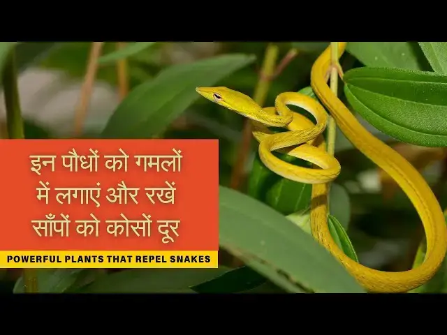 'Video thumbnail for इन पौधों को गमलों में लगाएं और रखें साँपों को कोसों दूर | Powerful Plants That Repel Snakes In Hindi'