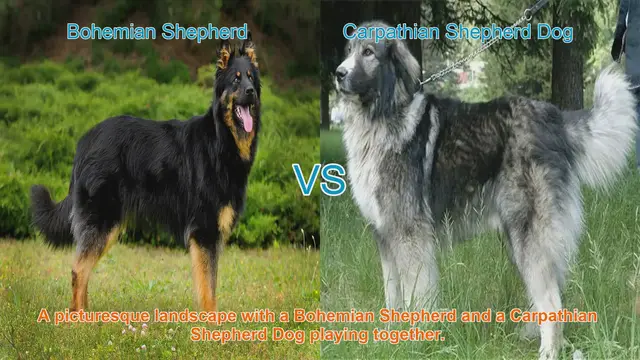 Video thumbnail for Bohemian Shepherd vs. Carpathian Shepherd Dog: A Breed Comparison