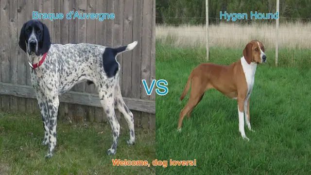 Video thumbnail for Braque d'Auvergne vs. Hygen Hound: A Comparison of Two Distinct Dog Breeds