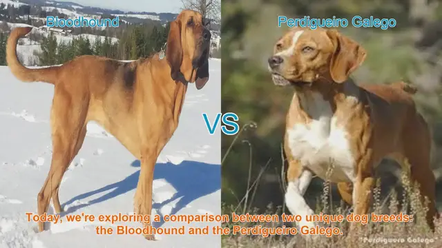 Video thumbnail for Bloodhound vs. Perdigueiro Galego: A Comparative Guide for Dog Lovers