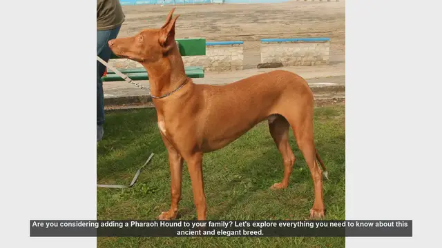 Video thumbnail for Pharaoh Hound: The Ancient and Elegant Family Companion