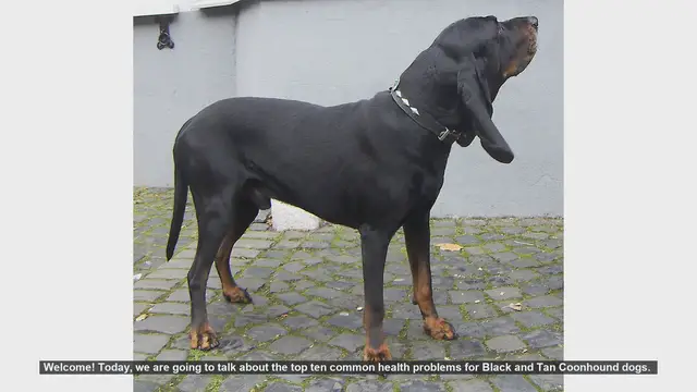 Video thumbnail for Top 10 Health Issues in Black and Tan Coonhounds: What You Need to Know