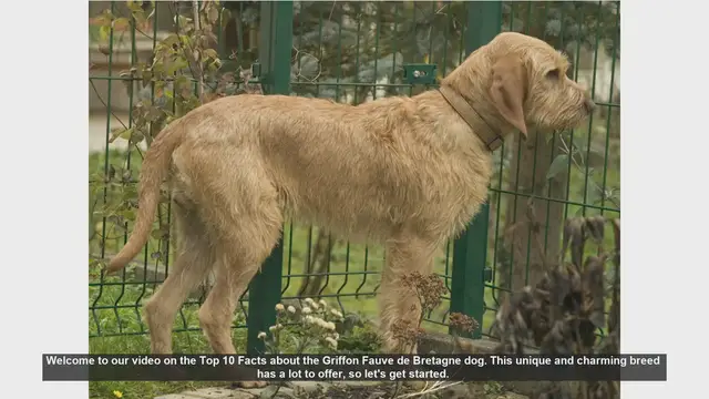 Video thumbnail for Top 10 Facts About the Griffon Fauve de Bretagne Dog